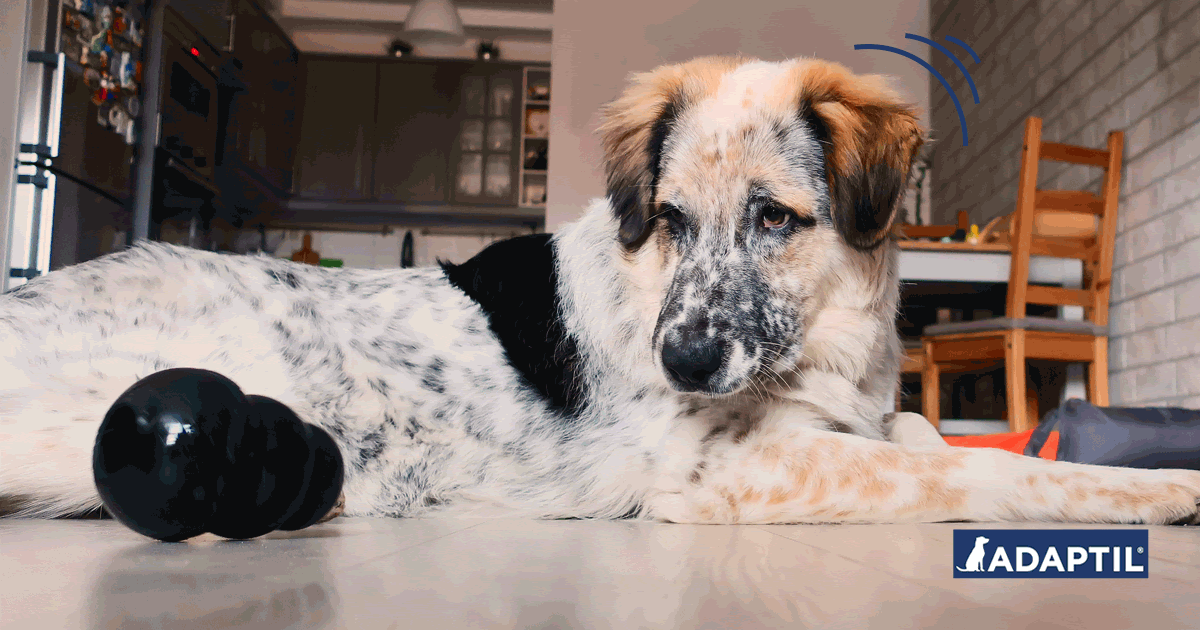 Minimising barking during a call
